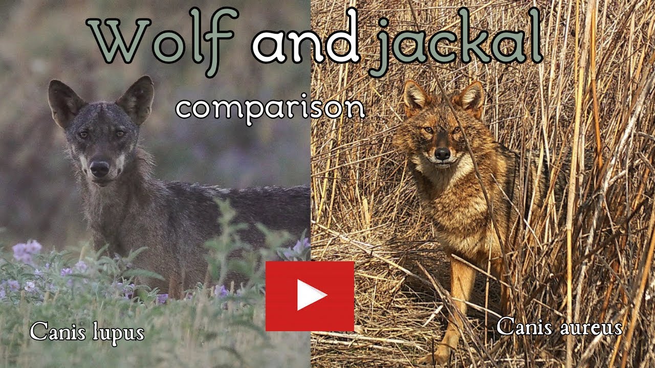 Wolf and jackal comparison _  Σύγκριση λύκου και τσακαλιού