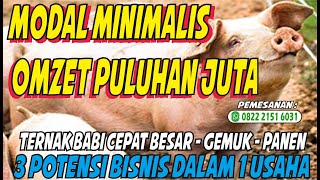 Keuntungan Usaha Ternak Babi Cepat Panen - Cara Beternak Babi Bagi Pemula - Cara Memulai Ternak Babi