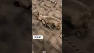 Hilarious Moments With Funny Dogs