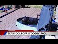 Bear spotted relaxing in backyard kiddie pool near Steamboat Springs