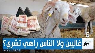 أضاحي العيد.بين إقبال على الشراء وتذمر من الغلاء