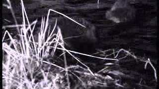 (Part 4) BBC Autumnwatch 2012 - Episode 4