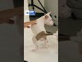 SCHEDULE RELEASE + PUPPIES
