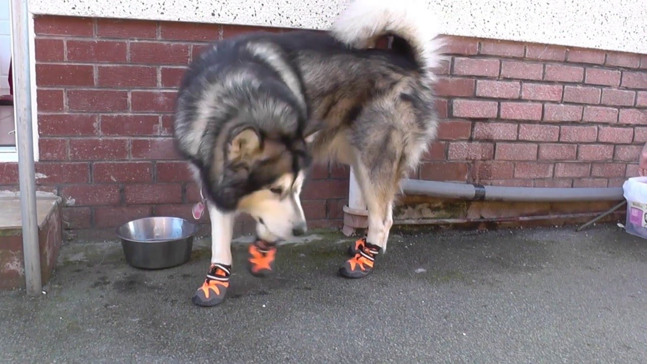 malamute boots