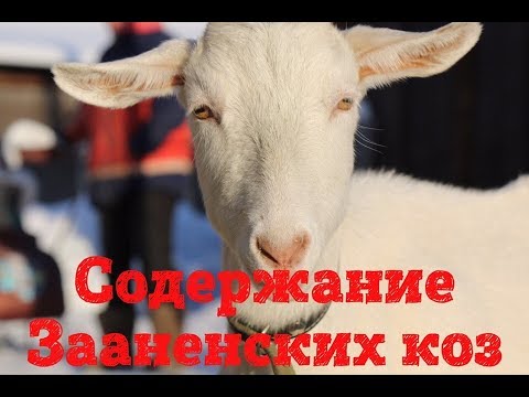 Ошибки при содержании коз // Зааненские козы // Жизнь в деревне Ошибки при содержании коз // Зааненские козы // Жизнь в деревне