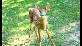 Ep. 76: The New Fawns July Aug 2023