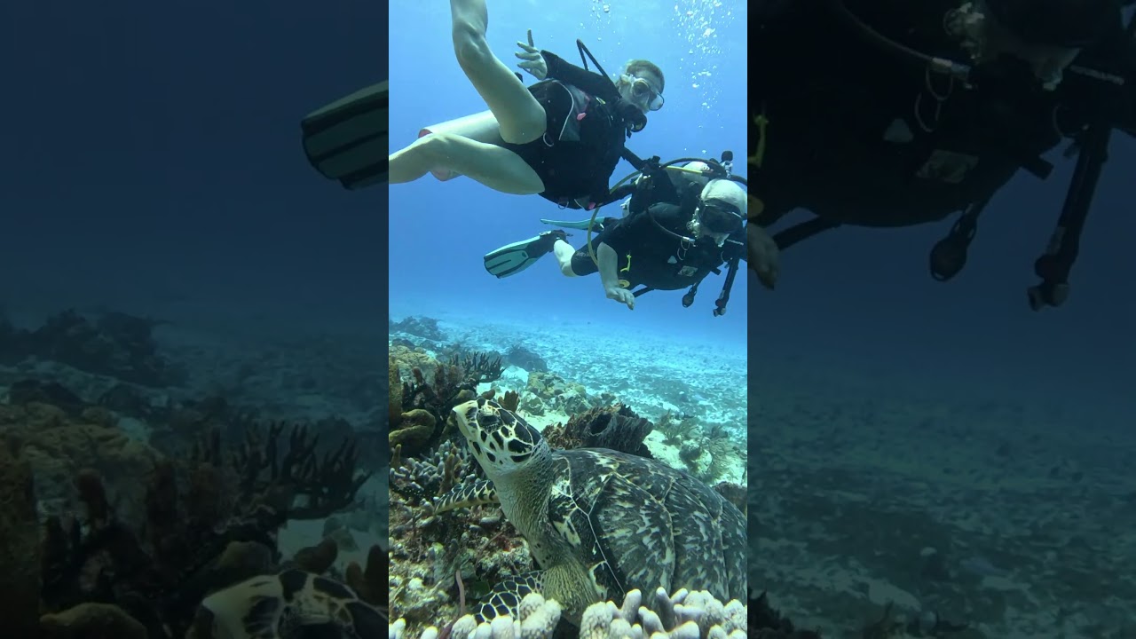 Mira lo Cerca que Estuvimos de las Majestuosas Tortugas Marinas en Cozumel! | Diving Reality