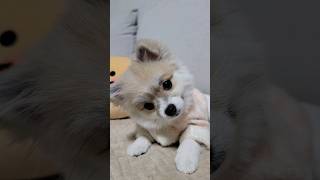 강아지가 무조건 반응하는 소리/The sound of dogs reacting all the time/子犬が無条件反応する音