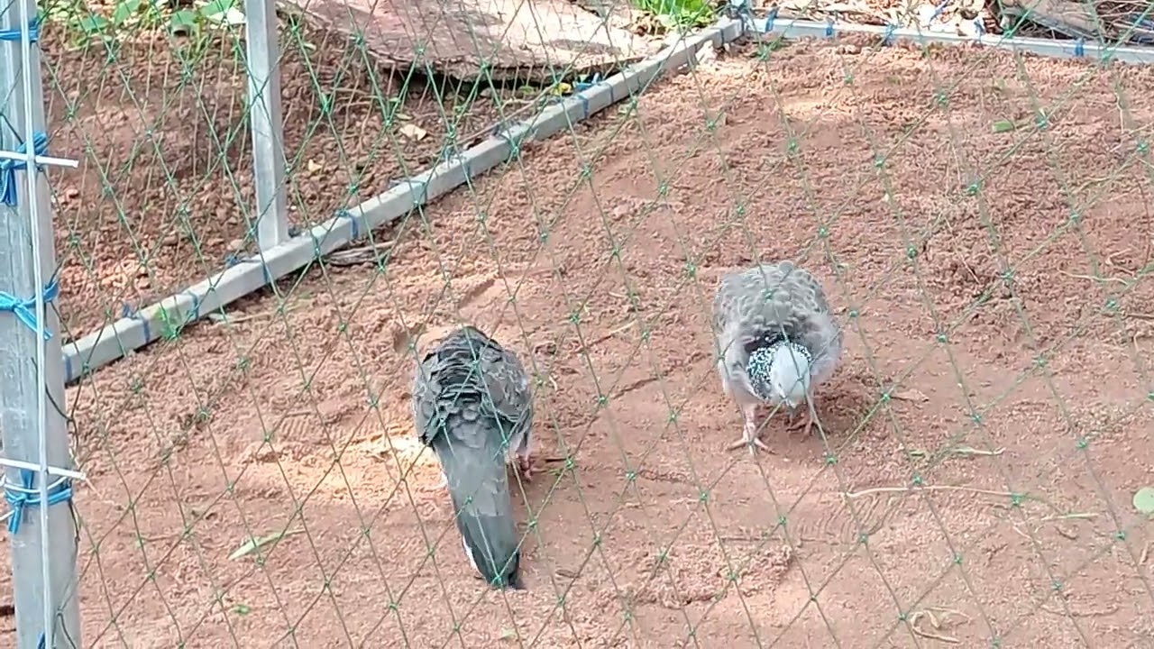 Test nọc đồng âm khủng