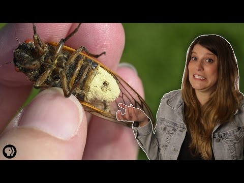 Why Don’t These Cicadas Have Butts?