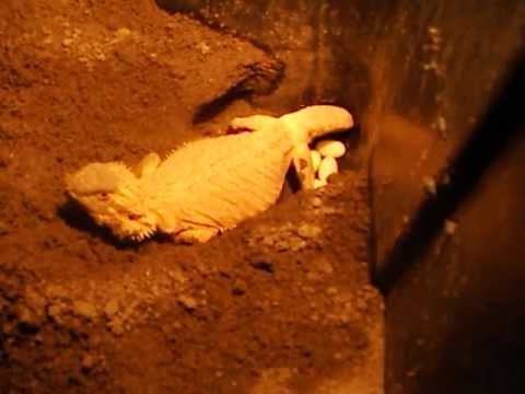 Bearded Dragon laying eggs 1