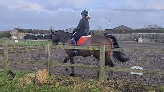 Hannah Honour & Cullintra Quatico Eriders Intro 1B Winter Championship 2021