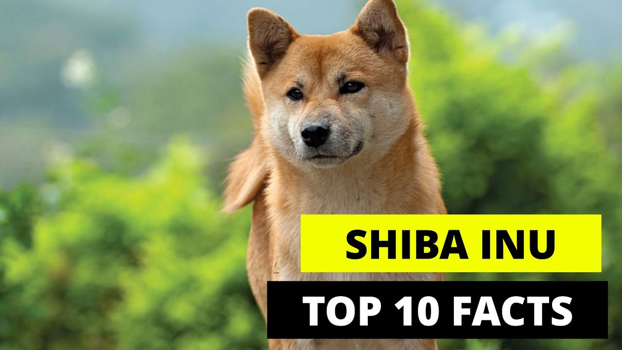 Breed Basenji Or A Shiba