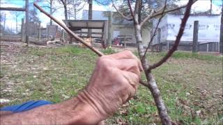 Grafting PLUM Trees ~~ DIY