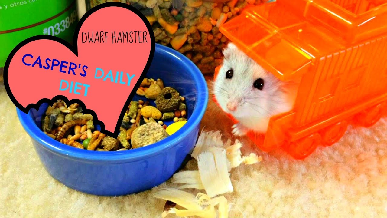 russian hamster diet