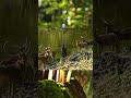 #wildlife #nature #animals #deer