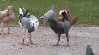 Ayam merpati , ayam yang dikawinkan dengan burung merpati