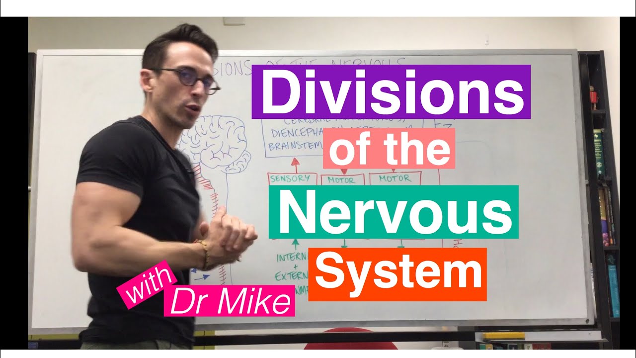 Divisions of the Nervous System | Nervous System - YouTube