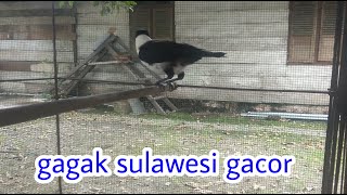 Burung sule atau Gagak sulawesi dada putih gacor