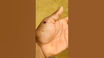 Lady bug 🐞 #shorts #ladybug #ladybird #acapella