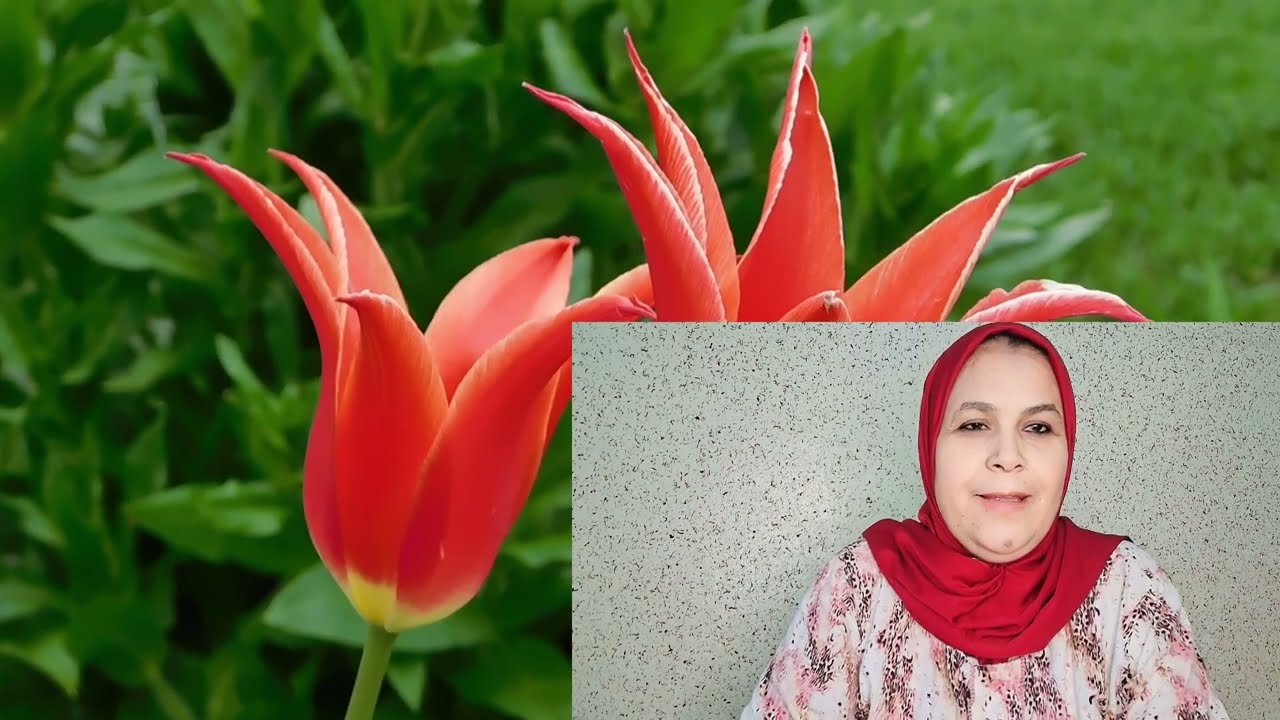 ⛔️رشيدة دمها خلاها فريسة😢 الغادي والجاي ولكن فرعاهم بالرزانه والتباته والنيفو عالي👍