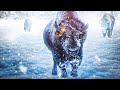 Josh Allen Super Bowl mix Buffalo 🦬 Bills 2021 hype video