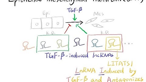 Video Synopsis: LITATS1 inhibits TGF-β-induced EMT (EMBO Journal)