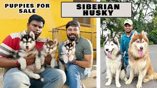 Siberian Husky சைபீரியன் ஹஸ்கி Puppies for sale | All India Delivery