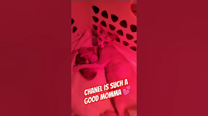 Watch the video about CHANEL taking care of her babies #sphynx #sphynxcats #youtube #youtubeshorts #youtuber #cat #kitten