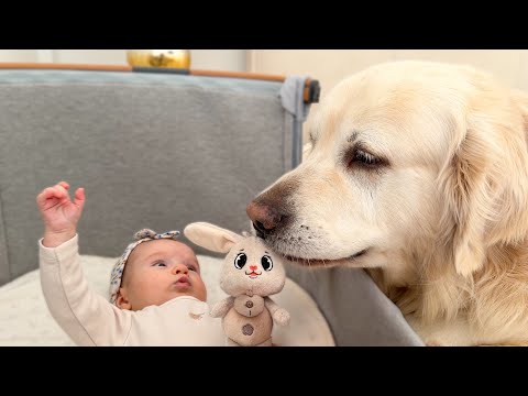 Baby And Golden Retriever Share The Cutest Moment Ever 