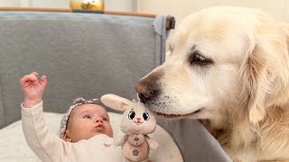 Baby and Golden Retriever Share the Cutest Moment Ever screenshot 5