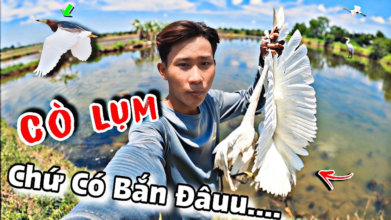 Đi Săn Phát Hiện Chú Cò không Bay, Mở Màng Buổi Đi Săn Trúng Mánh Cù Ú || Tiến Đạt SlingShot