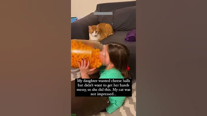 Video 10774191: funny cat compilation, laugh cats dogs funny, dog cat laugh cute