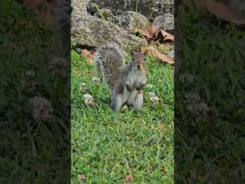 Флоридская белка 🐿 #белка #флорида #природа #парк #florida #wildlife #floridasquirrel #nature