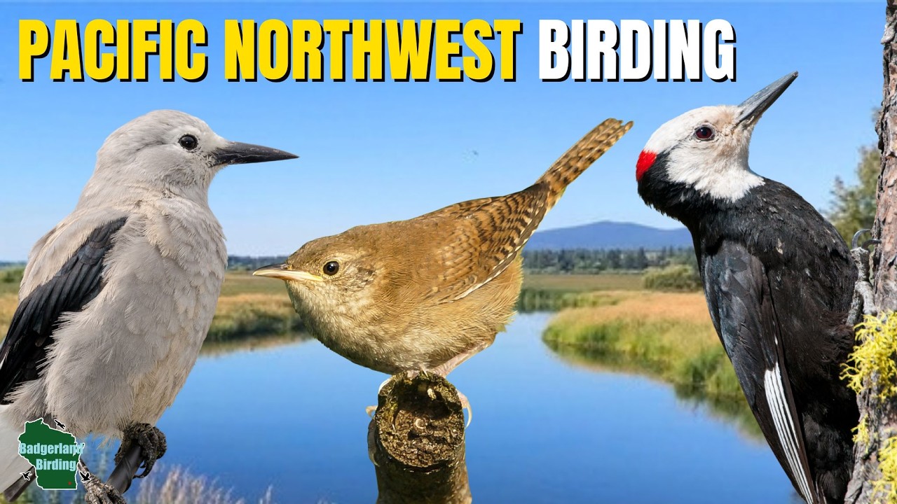 Birding Crater Lake and the Klamath River Basin! (Oregon)