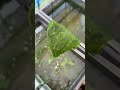 メダカ水槽の藻を急速分解させる方法とは#shorts