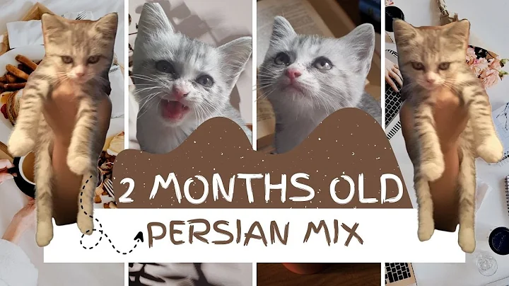 Watch the video about 2 months old Persian Mix