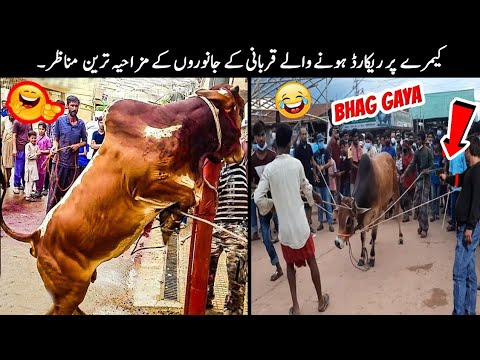 20 Qurbani Animals Funny Moments Caught On Camera