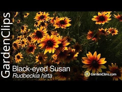 Video: Starostlivosť o rastliny Baptisia – Ako pestovať a starať sa o nepravé indigové kvety