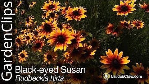 Black-eyed Susan - Rudbeckia hirta - Grow Rudbeckia