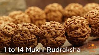 Rudraksha Benefits & Recommendation | 1 - 14 Mukhi Beads Mala at ShubhGems.com
