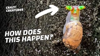 You Wont Believe What These Animals Like to Do