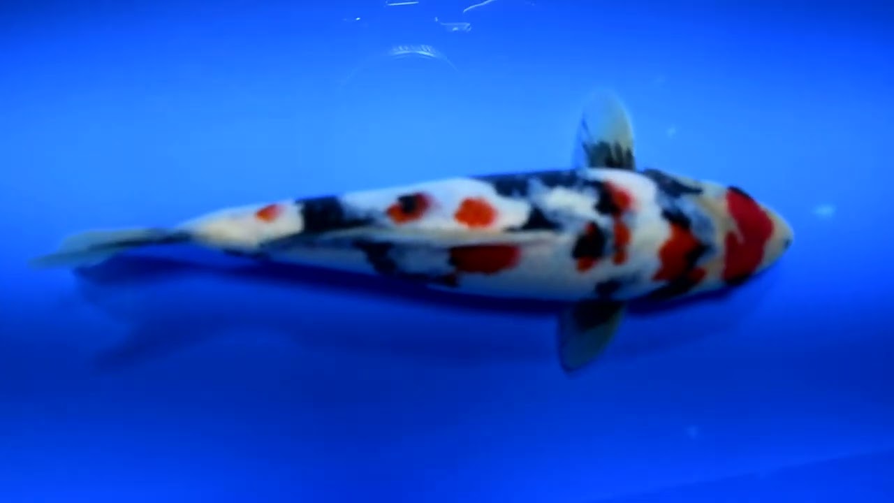 第5回ライブ鯉カップ Part II】260215-056の出品鯉のご紹介！！ - YouTube