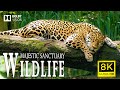 8K Ultimate Exploration Wildlife 🐾 Discovery Animals Breathtaking Planet Movie with Calm Relax Music