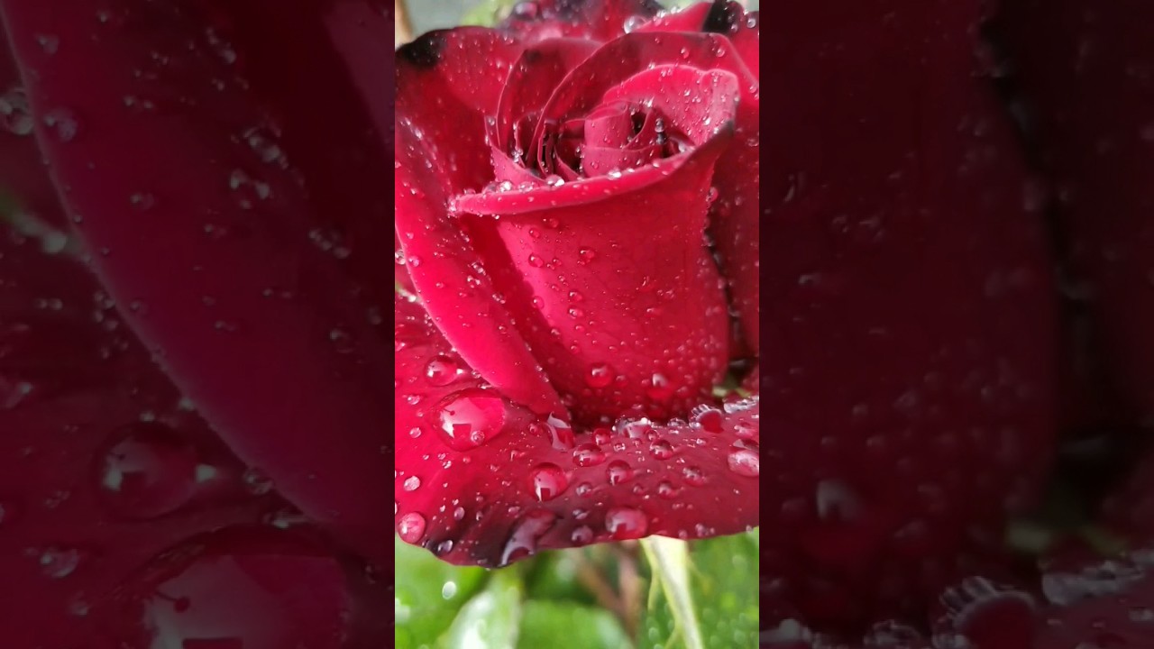 rose  После дождичка в четверг 