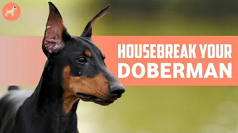 How TO Potty Train a Doberman: Effective Tips and Tricks