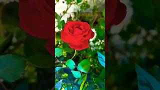 ✨khushi_yadav riyal nature video editing ❣️💗🥀💐 #love #beatifulnature #hindisong #ytshorts #lovesong