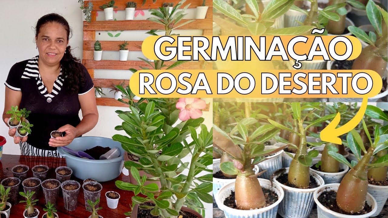 GERMINAÇÃO DAS SEMENTES DE ROSA DO DESERTO
