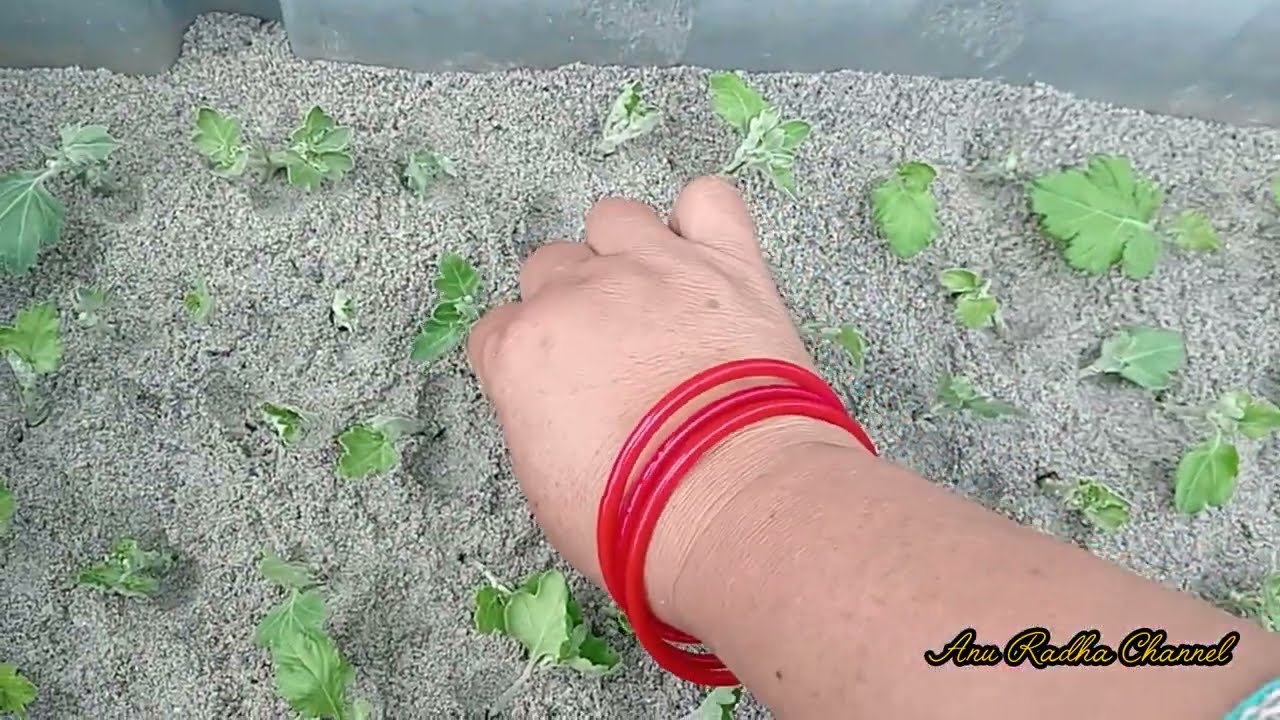 Godawari Biruwa Cutting Bata Kasari  Sarne//How To Grow Chrisanthemum Plants