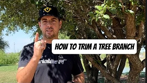 🪵How to trim a tree branch.🍃